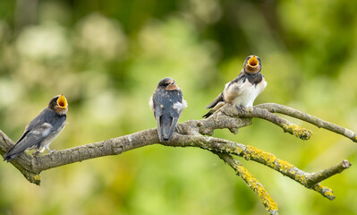  juvenile swallows Hirundo rustica perch on a tree branch, mouths open as they chirp together. A vivid green background highlights nature, family-friendly wildlife moments, and cheerful outdoor life.