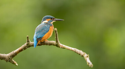 Kingfisher Alcedo atthis Perched on Branch in Bright Green Forest, Vibrant Blue and Orange Plumage During Soft Morning Light