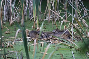 Nutria family sleeping on a little island on a pond