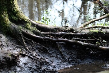Naklejka premium Mud Clinging To The Roots Of Fallen Tree Natural Earthy Forest Floor Detail