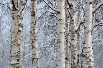 Fototapeta premium Birch Trees with White Bark Against Fresh Snow Backdrop for Winter Forest Landscape Photography
