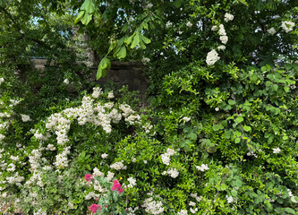 An abundant weave of green leaves and white blooms shapes the scene, where sudden bursts of pink ignite the quiet roadside in Farsley, Leeds, UK