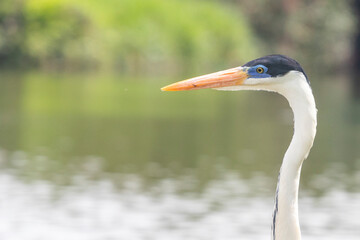 Close-up of the Cocoi Heron (Ardea cocoi) head, highlighting the orange beak, black crown, and blue eye. Blurred background of water and green vegetation.