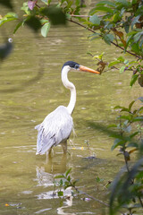 Obraz premium Cocoi Heron (Ardea cocoi) in close-up, hunting in shallow, murky water, with an elongated neck and orange beak. Framed by green vegetation.