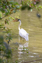 Cocoi Heron (Ardea cocoi) in close-up, hunting in murky water, with an elongated neck. Partially hidden by green foliage, with reflection in the water.