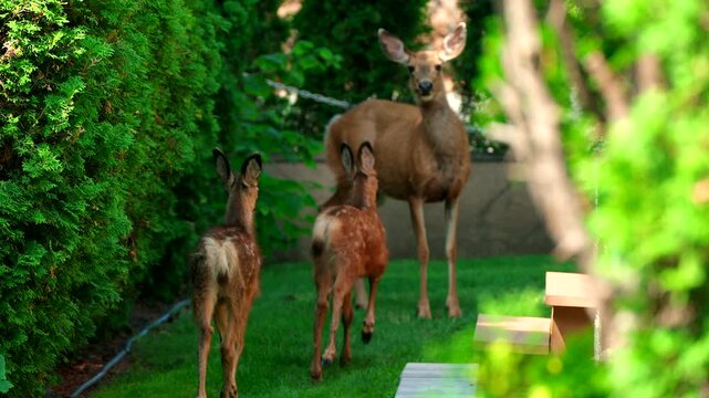 Two young baby deer back yard grass slow motion run to doe mother mom