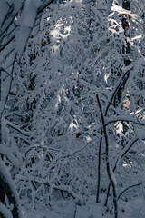 Dense Winter Forest with Snow-Covered Branches
