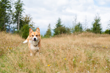 Naklejka premium Corgi Dogs Walking in a Scenic Mountain Landscape