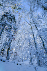 Beautiful Winter Forest Scene