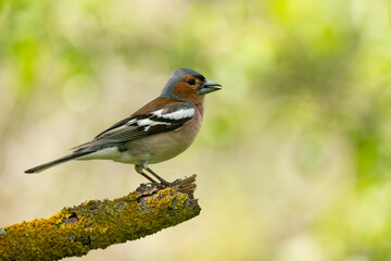 Fototapeta premium Common chaffinch Fringilla coelebs. In the wild