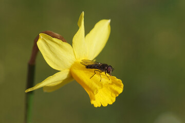 Hoverfly, Spotted Thintail, Meliscaeva auricollis. On yellow flower of daffodil (Narcissus cyclamineus Tête à tête). Spring, march, Netherlands	