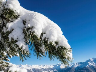 Winter's Embrace: Snowy Branch Against Blue Sky