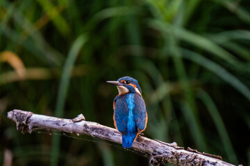 Kingfisher Looking Back at Swiss Rhine Delta