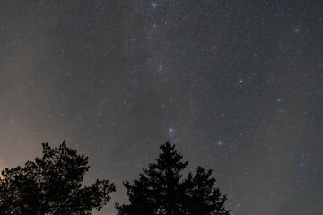 Breathtaking starry night sky with bright constellations above the silhouette of pine and spruce trees in Estonian nature