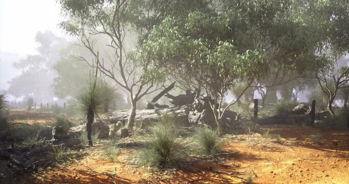 A serene view of Australian bushland features tall eucalyptus trees and native grasses. Mist gently envelops the landscape, adding a tranquil ambiance to the rocky terrain.