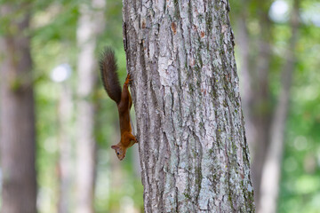 木の上のエゾリス