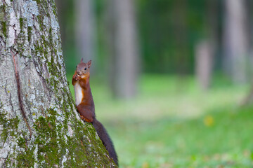 木の上のエゾリス