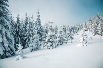 Incredibly magical snow-covered pine trees blanketed in thick white snow under a clear blue sky.
