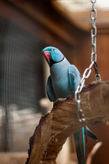 Blue Indian Ringneck Parakeet on Wooden Swing