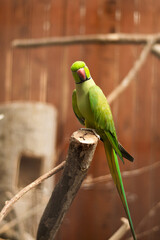 Green Indian Ringneck Parakeet Perched on Branch