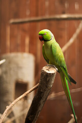 Green Indian Ringneck Parakeet Perched on Branch