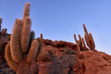 Large cacti grow on rocky terrain during a colorful sunset. This is located in Salar de Uyuni, Bolivia, a vast salt flat in South America.