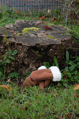 Brown winter mittens resting on a tree stump surrounded by green grass and fallen leaves, showcasing a cozy outdoor scene in a natural environment