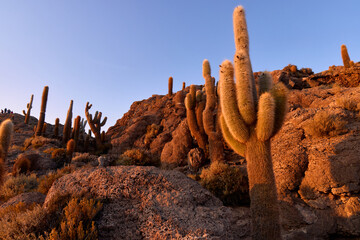 Tall cacti dot Isla Incahuasi, a rocky island on Salar de Uyuni. The arid landscape is bathed in the warm light of the rising or setting sun, under clear blue skies.