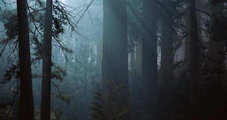 Towering trees stand tall in a forest shrouded in mist, creating an ethereal atmosphere. Soft light filters through the branches, enhancing the tranquility of the scene during early morning. - Powered by Adobe