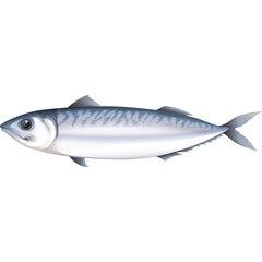 A single, detailed illustration of a mackerel fish with silver blue scales and distinctive wavy markings on its back presented on a clean white background with a transparent effect highlighting its