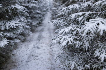 winter landscape with frozen trees with hoarfrost