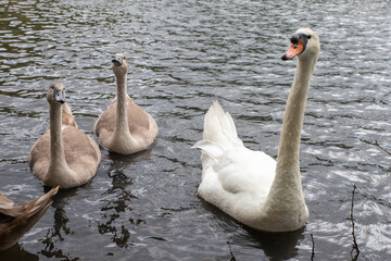 Young swans in Durrockstock Park. Scotland, UK. A Local Nature Reserve which is a refuge for wildlife. An old reservoir provides a variety, habitats, birds and amphibians. A former industrial area. 