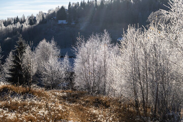 winter landscape with frozen trees with hoarfrost