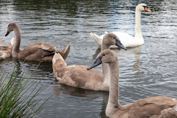 Young swans in Durrockstock Park. Scotland, UK. A Local Nature Reserve which is a refuge for wildlife. An old reservoir provides a variety, habitats, birds and amphibians. A former industrial area. 