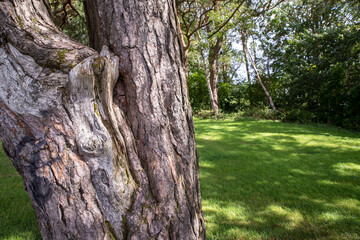 Durrockstock Park, Paisley. Scotland, UK. A Local Nature Reserve which is a refuge for wildlife. An old reservoir provides a variety of habitats for birds and amphibians. A former industrial area. 