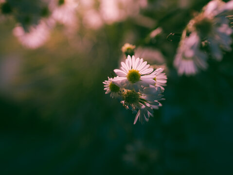 A close-up of blooming pink wildflowers with a smooth, blurred backdrop, creating a warm and dreamy botanical scene.