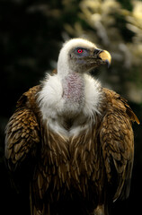 retrato de un buitre leonado