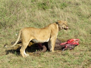 Lion eating prey