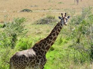 giraffe in the savannah