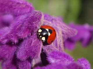 Seven-spot ladybird beetle (Coccinella septempunctata) on the Mexican bush sage flowers