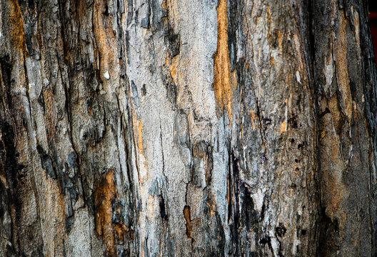 bark of a tree. Bark of old tree texture. Abstract background and texture for design