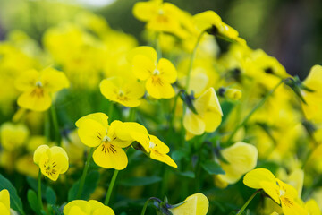 yellow flowers in spring
