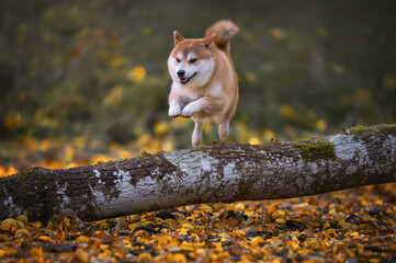 Shiba Inu dog jumping over fallen tree log in autumn forest