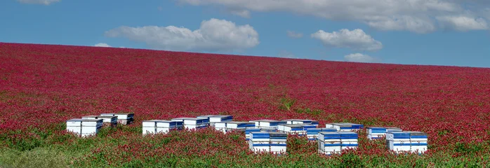 Fototapete Rund Bordeaux Red Clover field with Bee Hives  © Don Oltmann