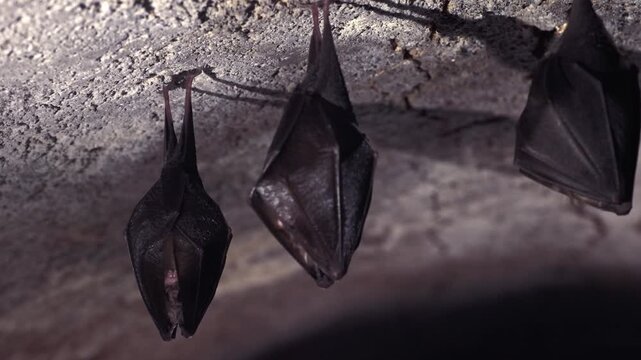 Close up group of small sleeping horseshoe bat covered by wings, hanging upside down on top of cold natural rock cave while hibernating. Wildlife photography. Creatively illuminated blurry background.