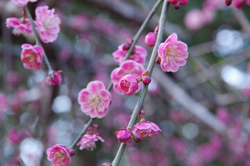 静岡県掛川市、龍尾神社の枝垂れ梅