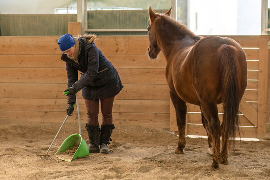 Woman cleaning up horse manure in the round pen after training, winter stable work, equestrian daily routine