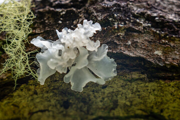 Tremella fuciformis is a species of fungus; it produces white, frond-like, gelatinous basidiocarps (fruiting bodies). Mauʻumae Ridge Trail (Puʻu Lanipō), Honolulu, Oahu, Hawaii. Koʻolau Range
