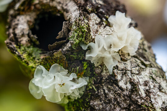 Tremella fuciformis is a species of fungus; it produces white, frond-like, gelatinous basidiocarps (fruiting bodies). Mauʻumae Ridge Trail (Puʻu Lanipō), Honolulu, Oahu, Hawaii. Koʻolau Range