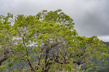 Santalum freycinetianum, the forest sandalwood, Freycinet sandalwood, or ʻIliahi, European mistletoe family, Santalaceae. Mauʻumae Ridge Trail (Puʻu Lanipō), Honolulu, Oahu, Hawaii. Koʻolau Range